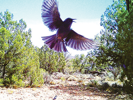 Pinyon Jays: understanding this truly one-of-a-kind bird