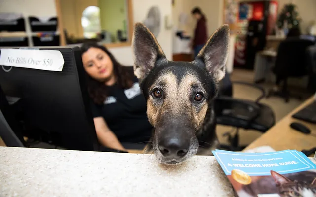 Animal Shelter | Palm Valley Animal 