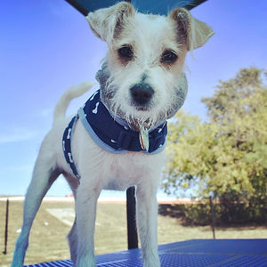 Coco Picnic Table.JPG