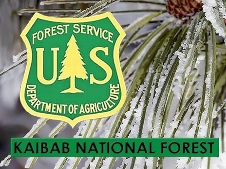 Christmas tree permits available through Recreation.gov