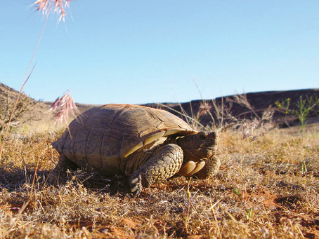 DWR seeks Utahns to adopt captive desert tortoises