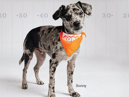 Free family fun and pet adoptions this Sunday, February 11, at Best Friends Roadhouse