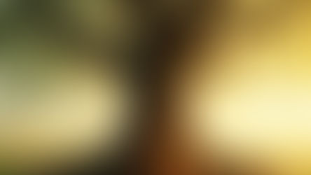 The Deep Roots of Life: Why Trees Matter as Sacred Companions