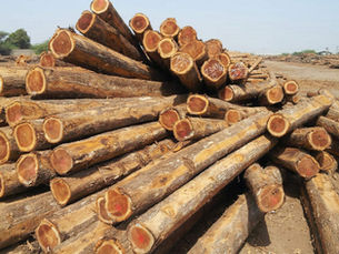 How to Identify Quality Teak Wood Before You Buy