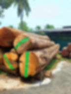 Indian Kino Wood for Tough Furniture and Woodwork in Kerala