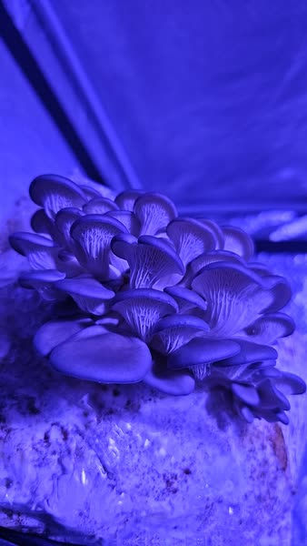 Thumbnail: Blue Oyster Mushroom Grow Kit Fruiting Block