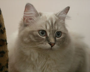 Leela-April 2014-Web.jpg