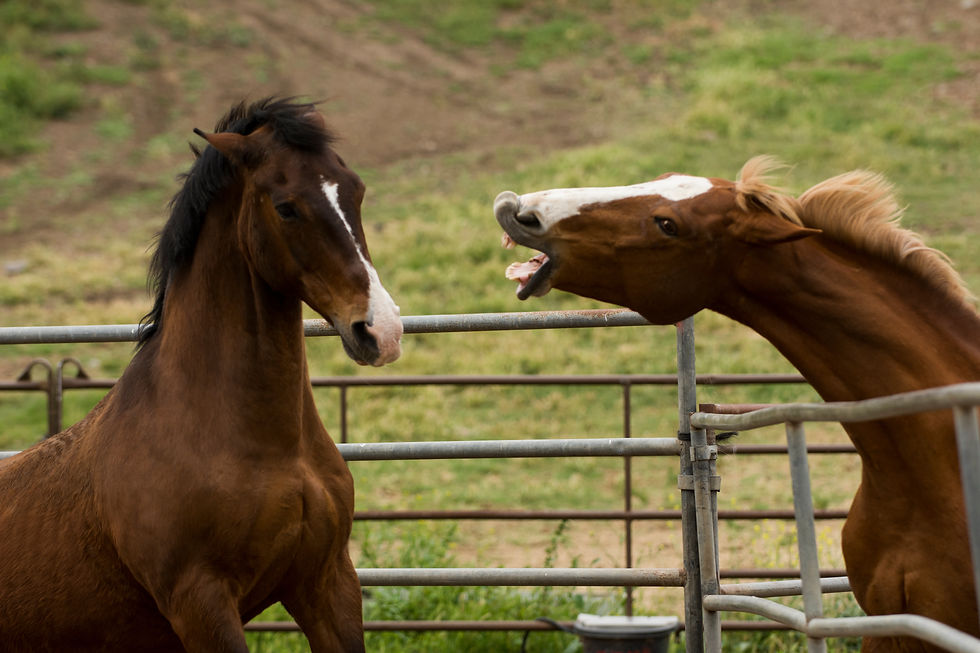 Two horses lunging and biting to show discomfort during a Horse Reiki session with an Animal Reiki Practitioner