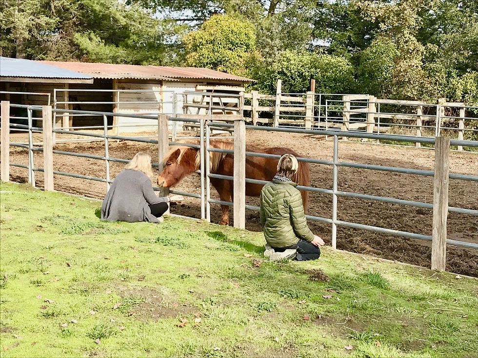 Two women share Horse Reiki with a small pony through a fence outside