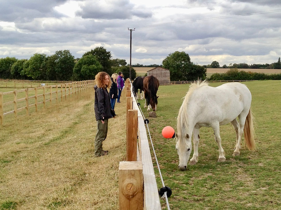Women who are learning Animal Reiki practice Horse Reiki on a ranch through a fence
