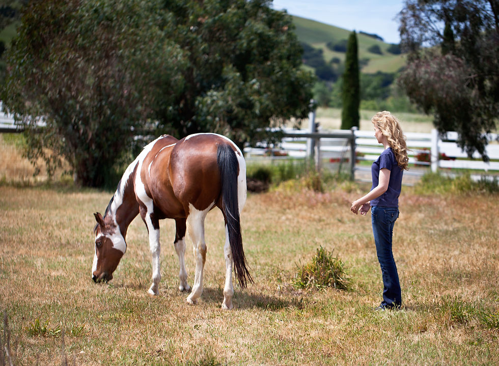 Animal Reiki Source owner Kathleen Prasad shares Equine Reiki with a Horse on a Ranch