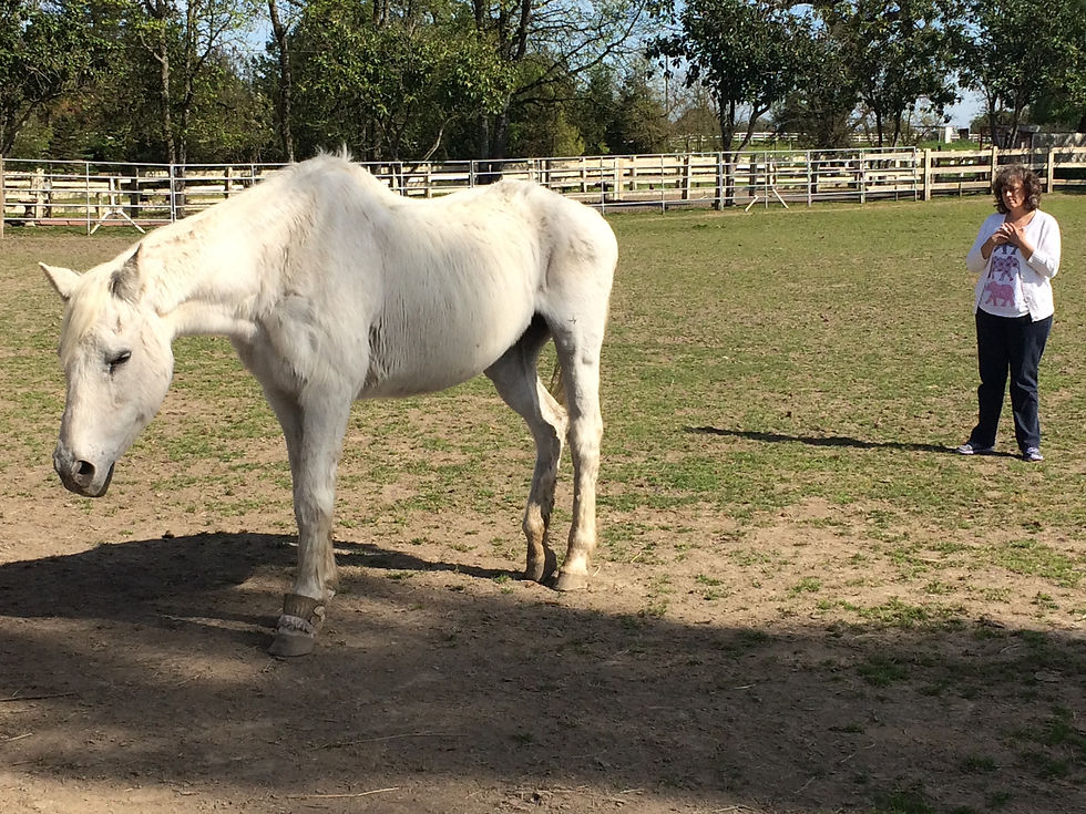 Woman stands outside and shares Horse Reiki with a white horse to support animal energy healing