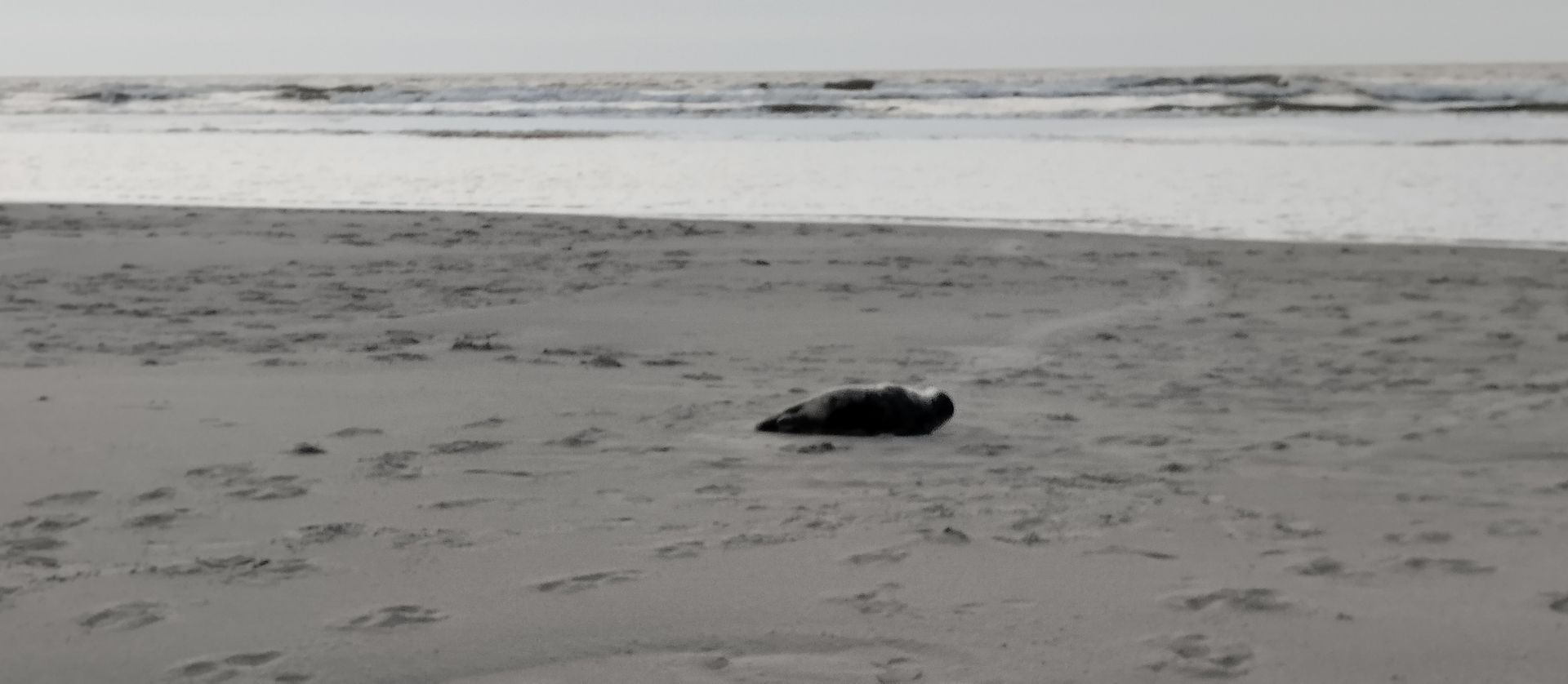 Entschleunigung pur auf Juist. An der Nordseeküste gibt es auch Robben