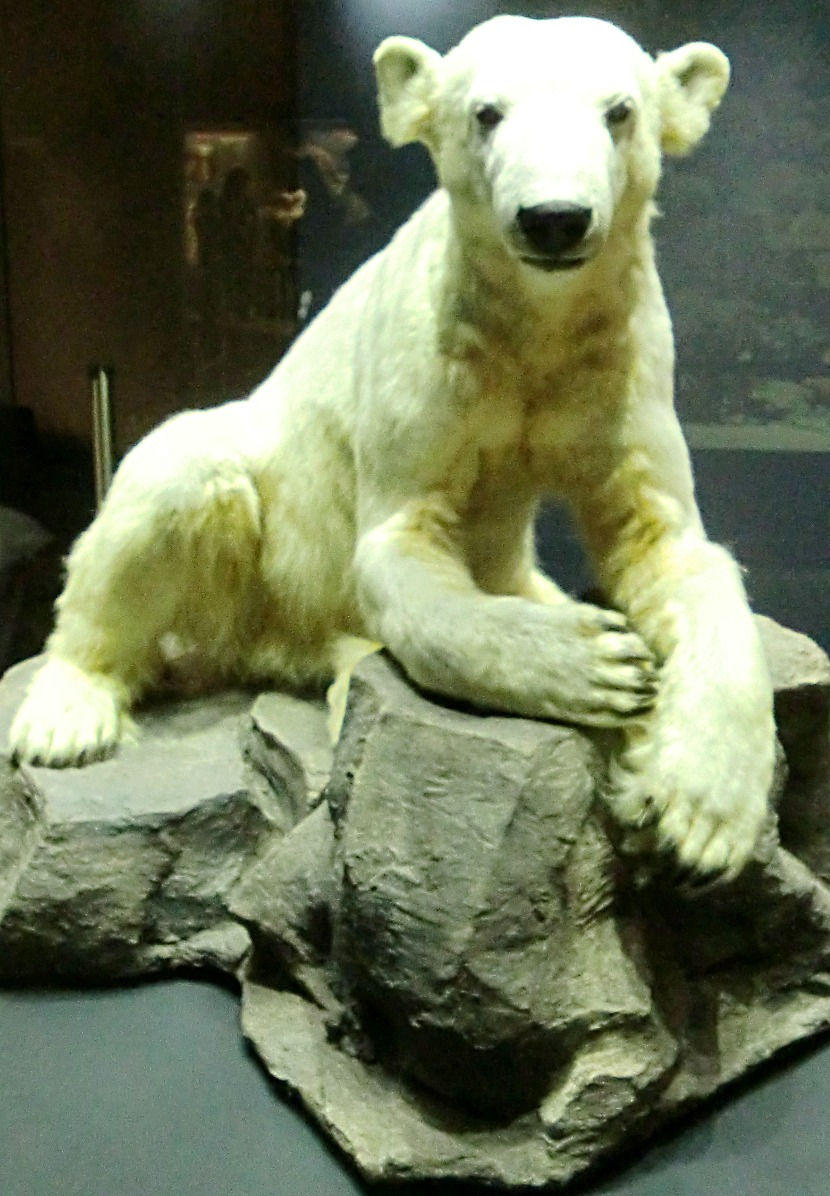Berlin - Naturkundemuseum. Knut
