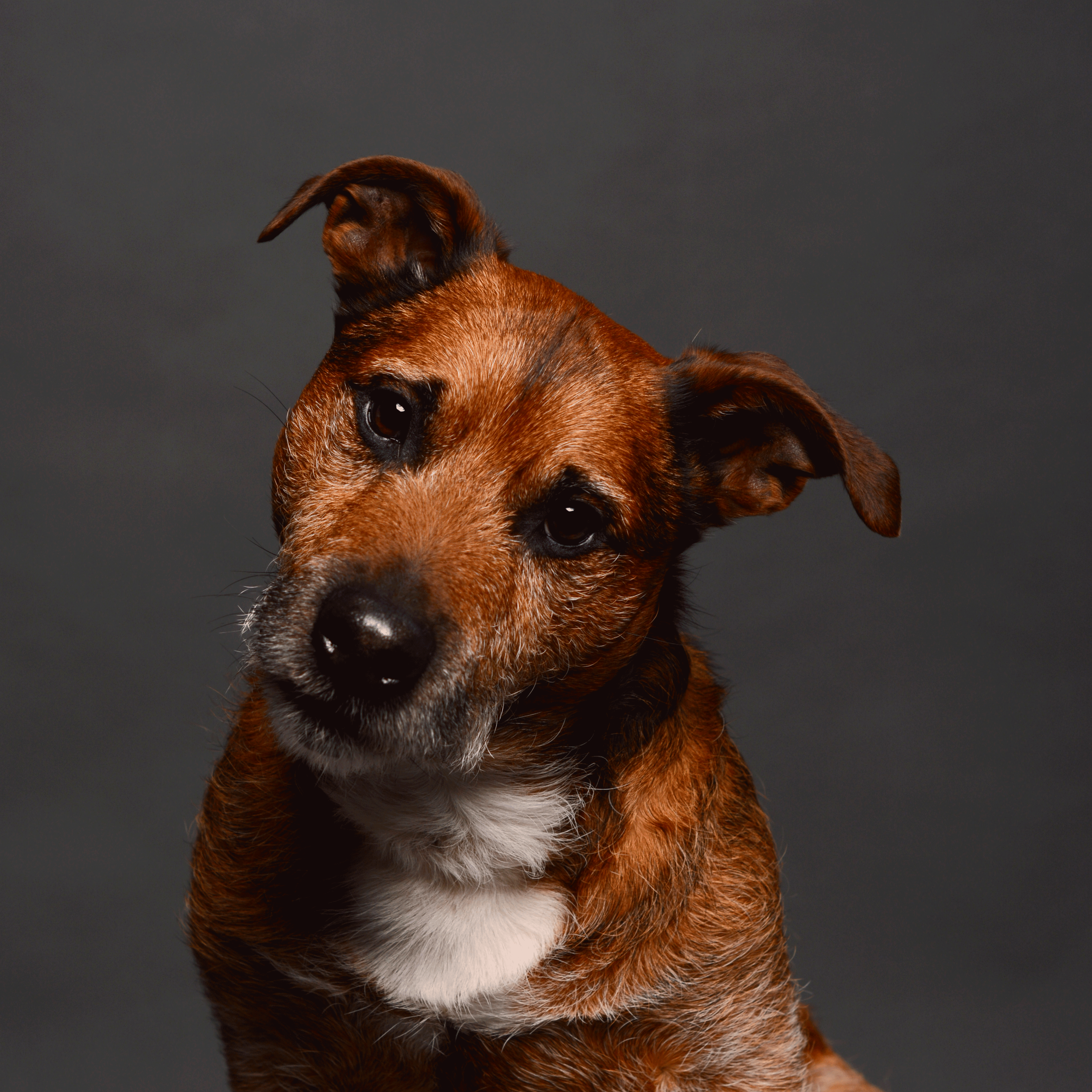 Alfie2.gif