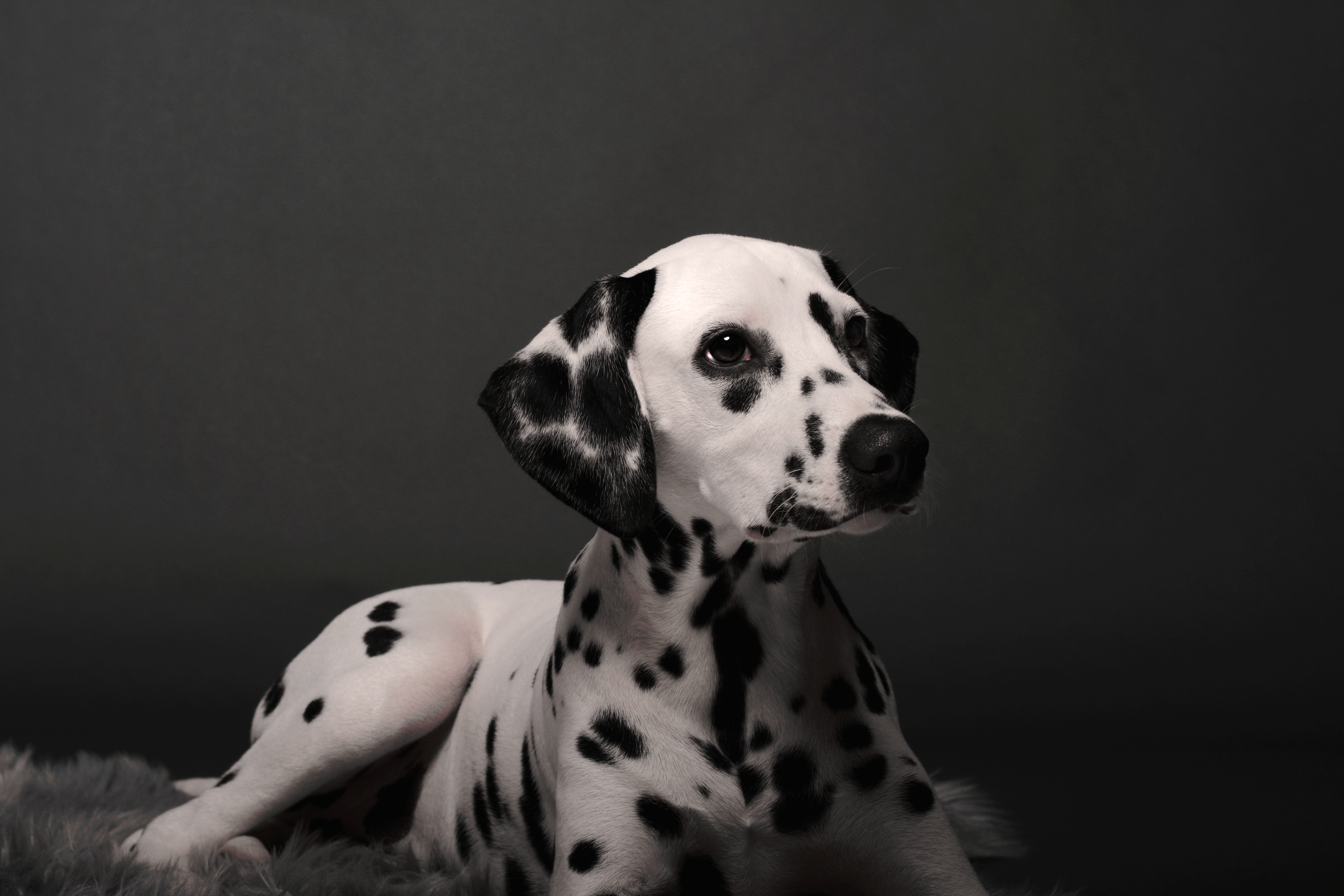 ZYLA2.gif