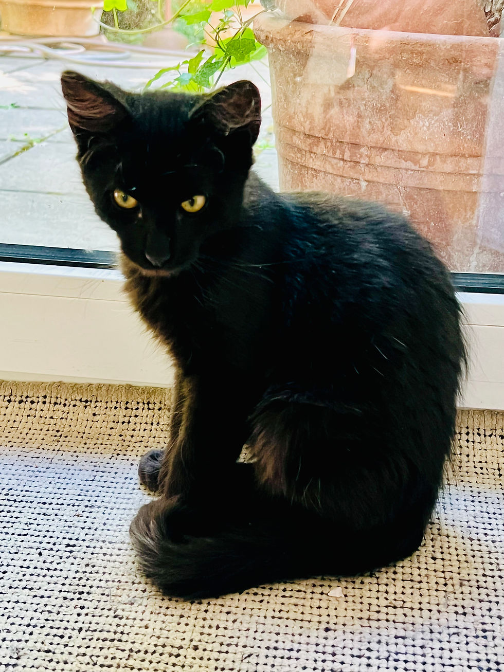 Balu, der ‘Teufelsbraten’