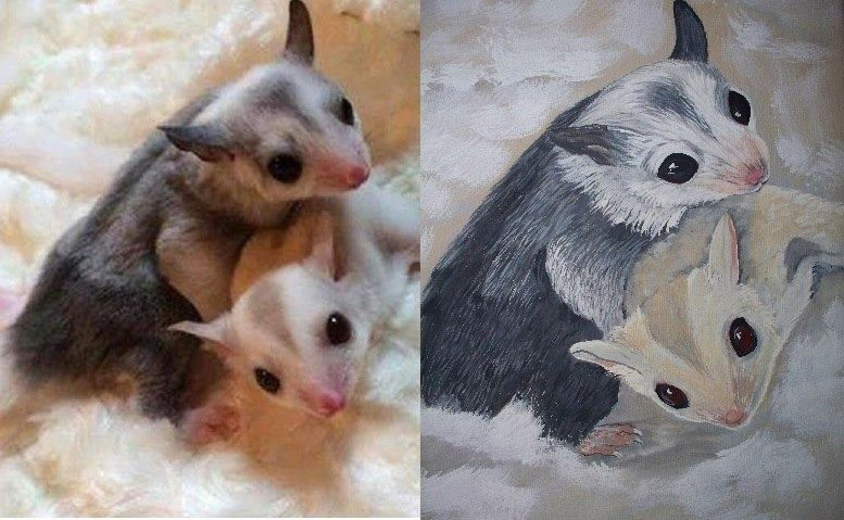 Sugar Gliders
