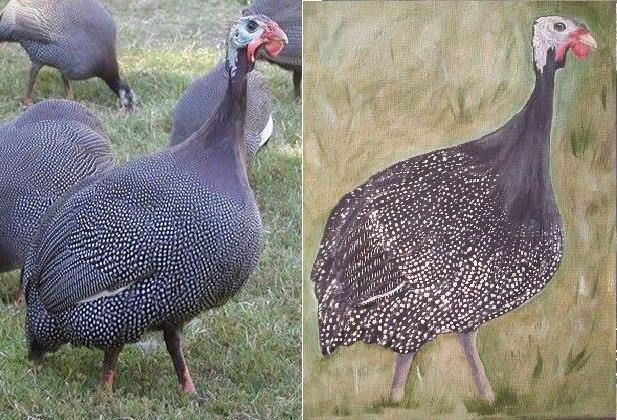 Guineafowl