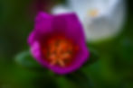 Macro photograph looking into the vibrant purple centre of a Portulaca flower, revealing intricate s