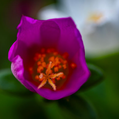 Macro photograph looking into the vibrant purple centre of a Portulaca flower, revealing intricate stamens and delicate textures.