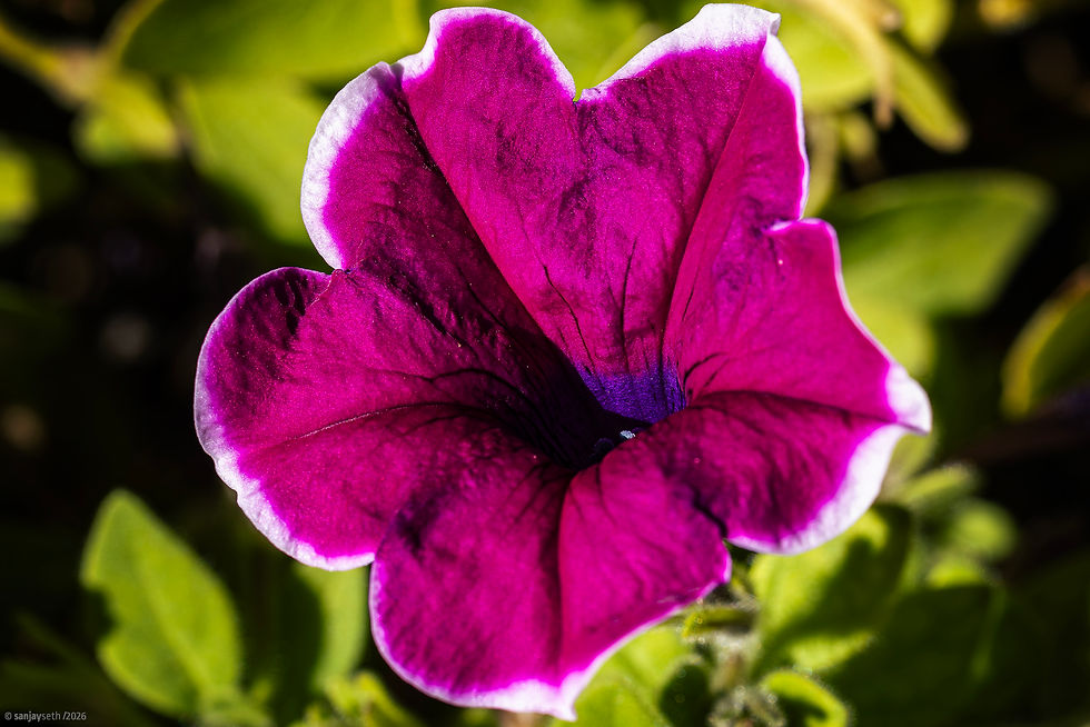 Close-up of a deep purple Petunia flower with a fine white edge around its petals.