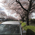花見ドライブとお散歩（デイサービスかさね）