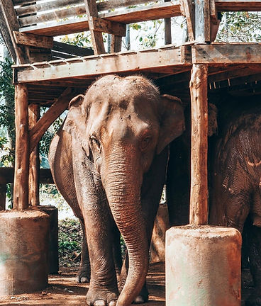 elephants sanctuary phuket excursion2
