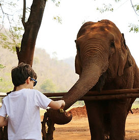 elephants sanctuary phuket excursion4