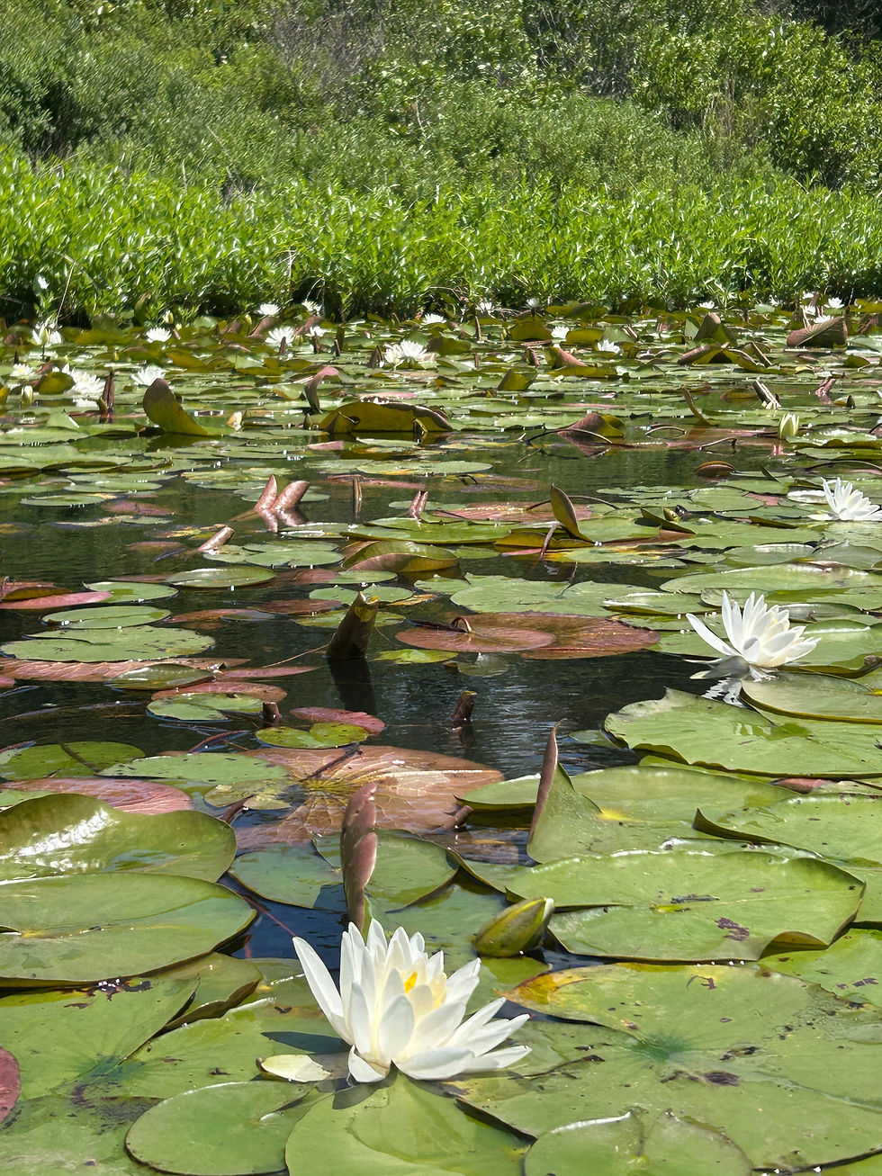 Water lilies (native!)