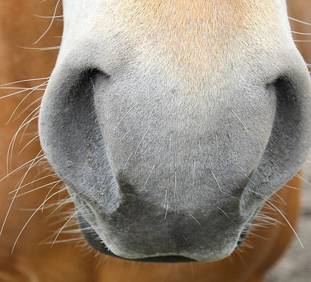 horse-2351197_1280.jpg