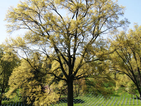 Arlington National Cemetery Treasures its Trees