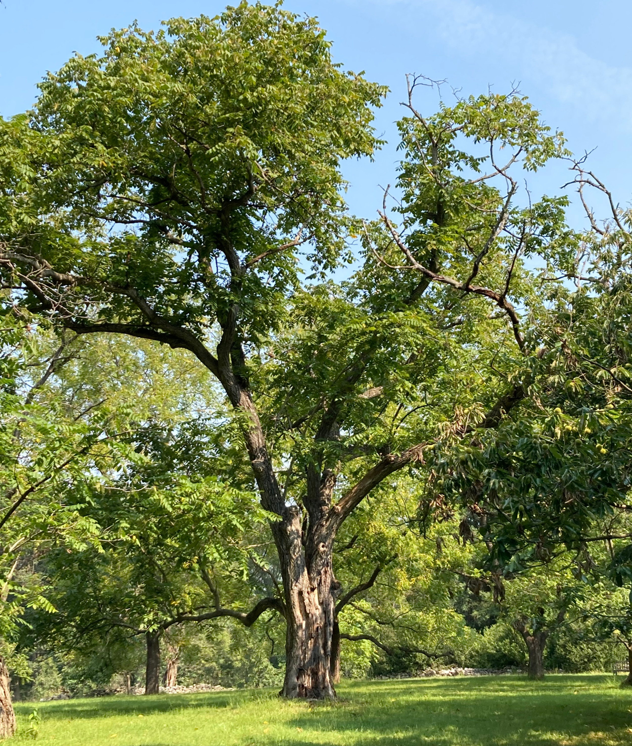 Tree care | Plant NOVA Trees