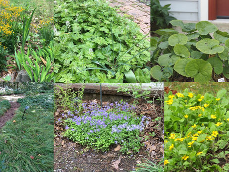 Native groundcovers and trees: the perfect pairing!