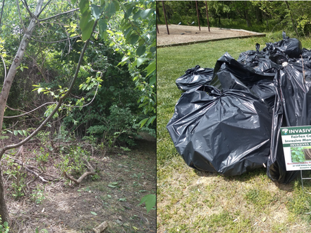 Save a Sapling: Pull Invasives