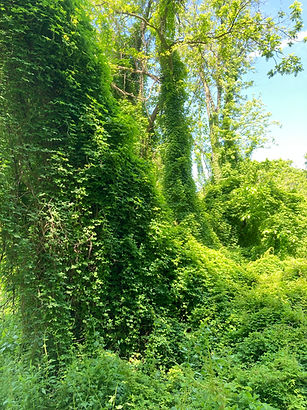 Five-leaf akebia smothering trees.jpg