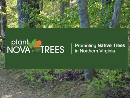 Plant NOVA Trees - One Year On