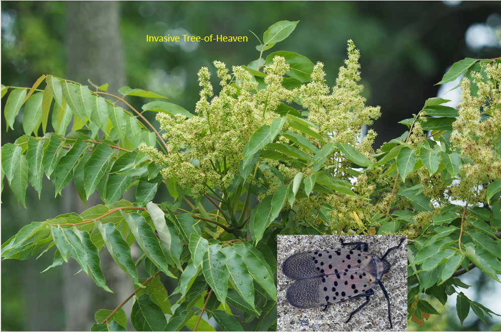 TreeofHeaven is not heavenly!