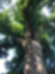 Tulip Poplar planted by George Washington.JPG