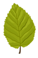 beech leaf.png