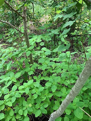 shrubs_edited.jpg