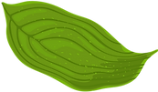 Dogwood leaf.png
