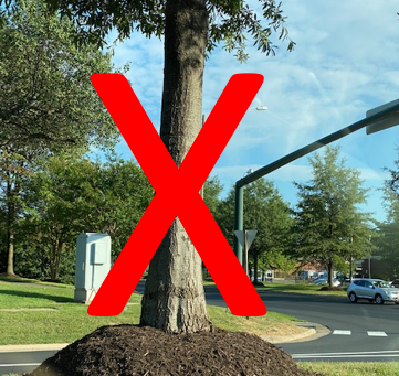 Five myths about trees