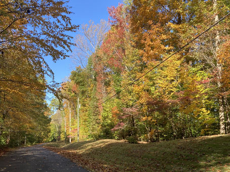 Keeping our wooded areas beautiful