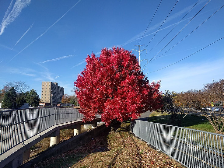 Red Maple (Acer rubrum) 2.jpeg