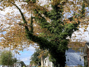 Millions of Trees at Risk in Northern Virginia? Introducing Tree Rescuers!