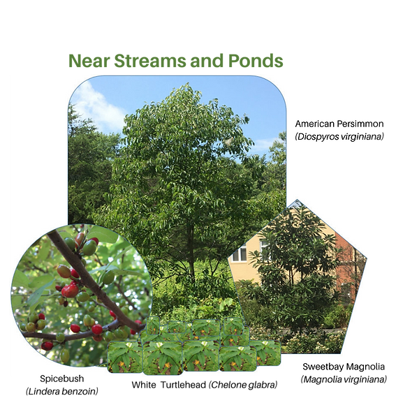 Near streams and ponds labelled.png