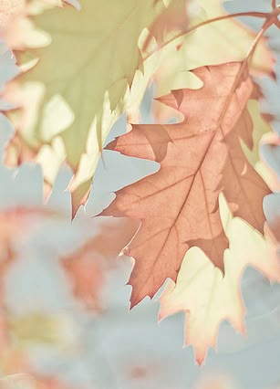 soft Autumn leaves