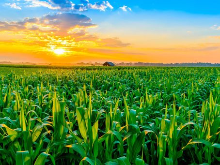 O calendário de plantio agrícola