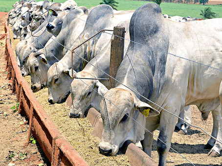 Planejamento e Gestão Nutricional para Bovinos de Corte